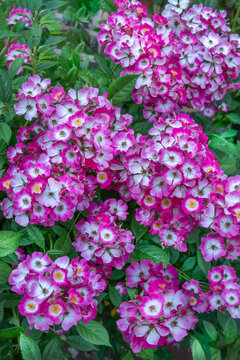 Clusters of Pink Flowers Are Seen in a Garden