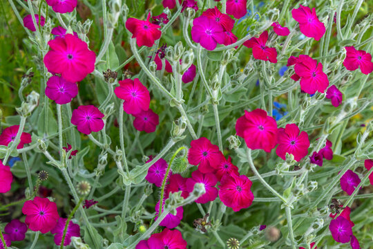 Pink Flowers Bloom in Spring Garden