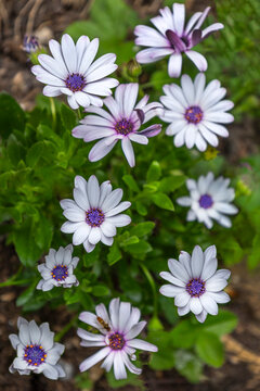 Flowers Blooming in a Garden During Spring Season
