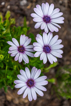 Flowers Bloom in Garden Setting Under Sunlight