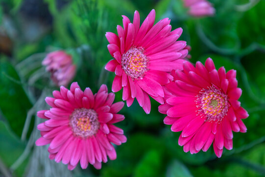Pink magenta yellow gerbera flowers of the Asteraceae family on a green meadow