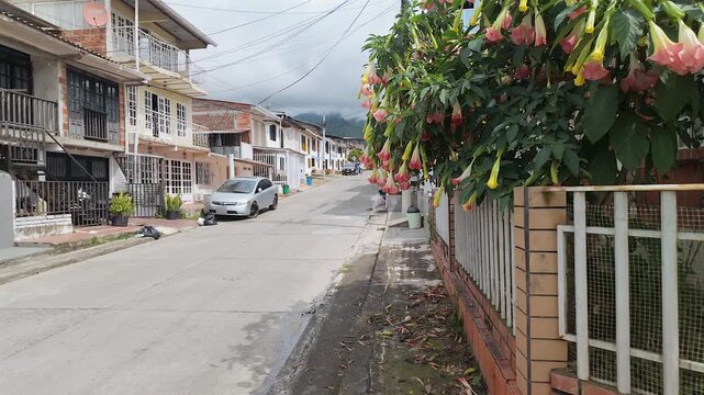 street view of a quiet residential neighborhood in a colombian town with angel trumpet flowers blooming along a fence