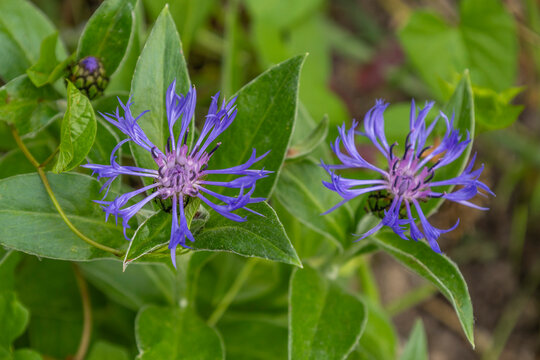 cornflower Flower Blooms in Garden During Sunny Afternoon