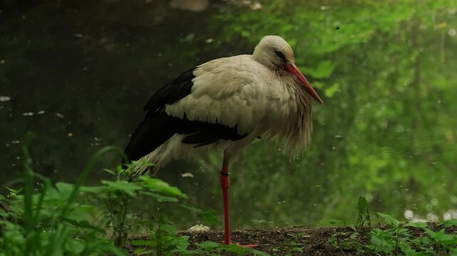 White stork standing on one leg near pond in park. Migratory wading bird with long orange beak and white plumage. Wildlife in natural habitat. Ornithology and nature conservation concept.