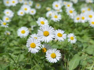 Fototapeta premium Close-up of a cluster of white daisies with bright yellow centers growing among green grass and clover. Soft natural light illuminates the petals and creates