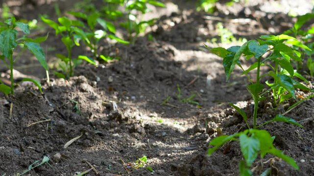 agriculture field sprinkling system at field