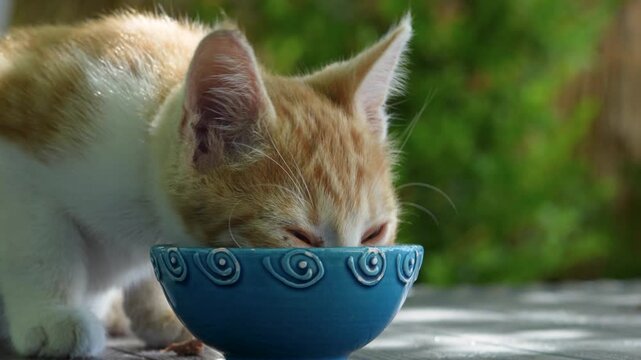 mammal street cat feeding at garden
