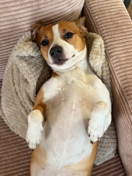 Funny Dog 