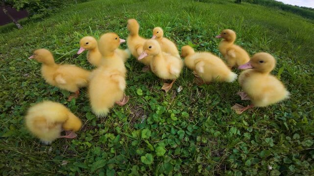 top view of small ducklings on green grass