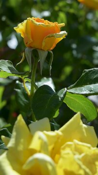 blooming yellow rose flowers at garden