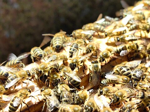 Worker bees are performing tasks such as maintaining the hive structure or caring for the brood, which are essential for colony survival.