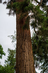 Fototapeta premium Tall Conifer Tree Trunk Rising Against Overcast Sky