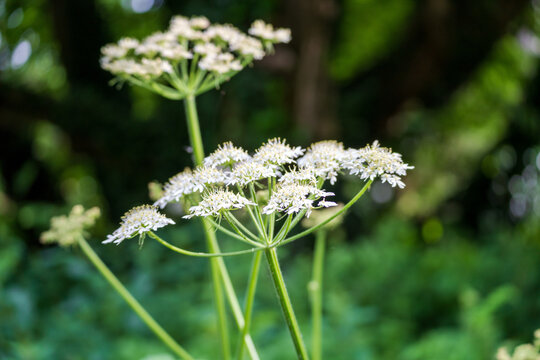 White Cow Parsley Wildflowers in Bloom with Bokeh Background