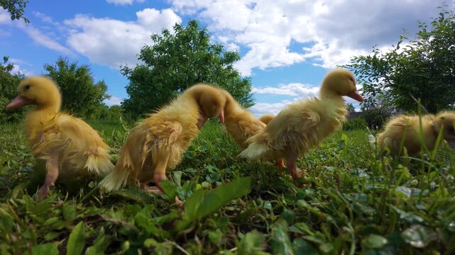 small wet ducklings dry off in the sun after bathing