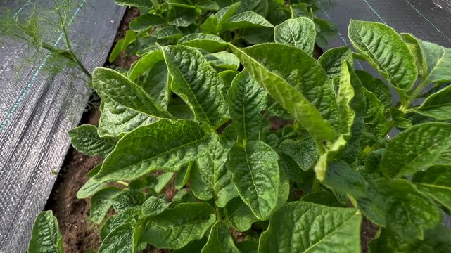 Young potato seedlings planted and growing in a garden bed. Fresh green sprouts emerging from the soil. Organic farming and vegetable gardening concept. Spring agriculture