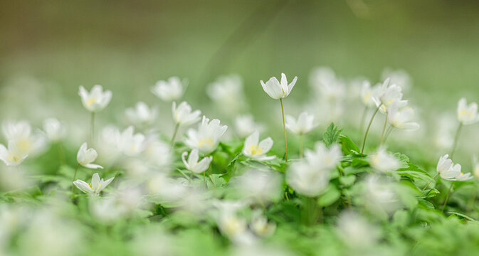 Close wood anemone Anemone nemorosa blossoms with soft green bokeh.