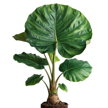 Tropical Elephant Ear Plant with Exposed Corm Base, Botanical Specimen View, Isolated on Transparent Background