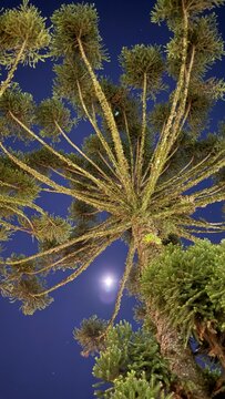 Araucaria a noite iluminada pela lua