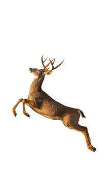 Isolated whitetail deer buck in mid-air leap, showcasing majestic antlers and powerful agility
