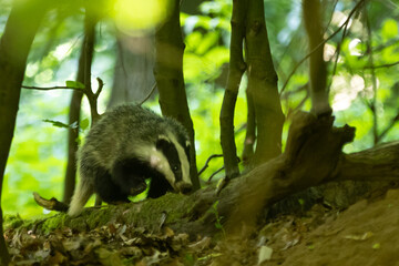 Junger Dachs leckt am Baum © Nadine Haase