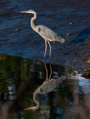 Obraz premium Great Blue Heron Reflected Wading