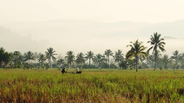 A farmer plows a rice field using an old tractor in a rice field in Southeast Asia &ndash; 4K Stock Video