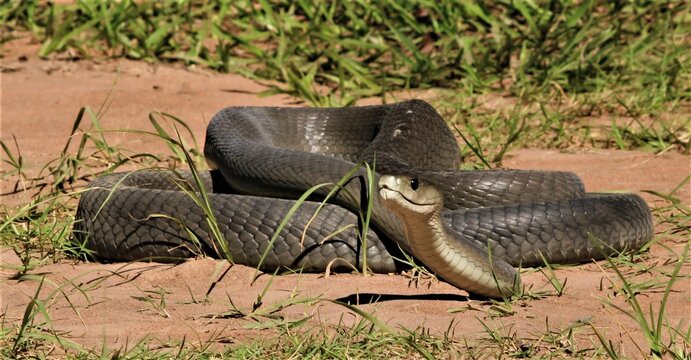 Black mamba (Dendroaspis polylepis), KwaZulu-Natal, South Africa