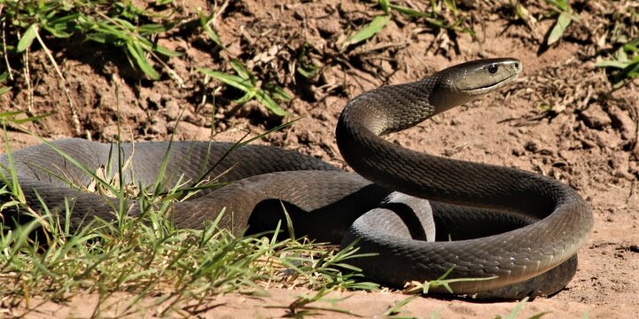 Black mamba (Dendroaspis polylepis), KwaZulu-Natal, South Africa