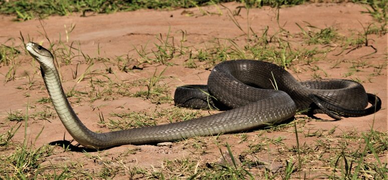Black mamba (Dendroaspis polylepis), KwaZulu-Natal, South Africa