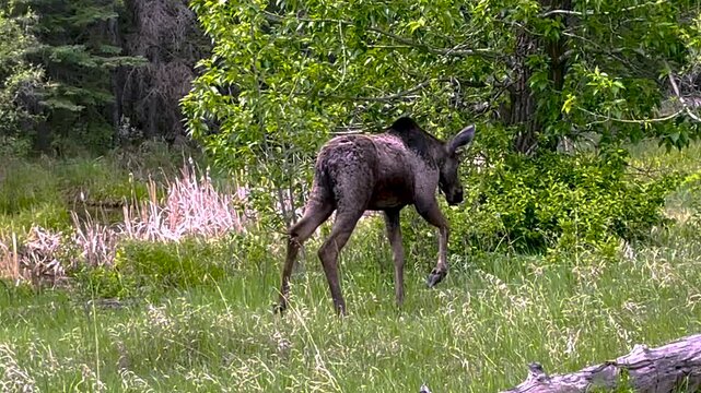 Young, wild bull moose walking in the woods