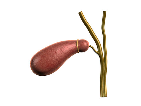 Medical illustration of a gallbladder and biliary system for educational use