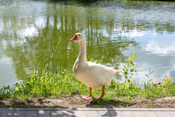 White goose by a pond on a sunny day © Anastasiia