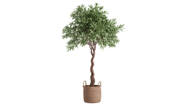 Isolated decorative potted ornamental tree with twisted trunk, lush green leaves, and woven basket