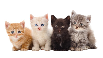 Isolated portrait of four cute colorful kittens sitting in a row, adorable domestic pets © Niamh