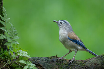 Obraz premium Beautiful and colorful little birds in a park in Ho Chi Minh City, Vietnam.