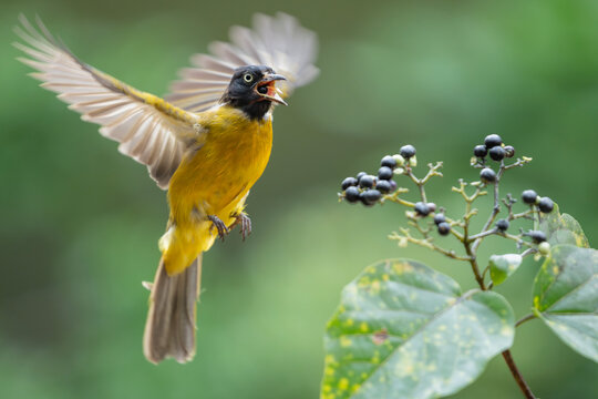 Black-headed bulbul perched in a city park in Ho Chi Minh City, Vietnam.