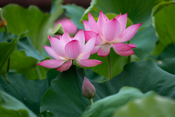 Fototapeta premium Pink lotus flowers in Huu Lien Commune, Lang Son Province, Vietnam — the national flower of Vietnam