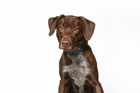 Studio photo of a cute dog in front of an isolated background
