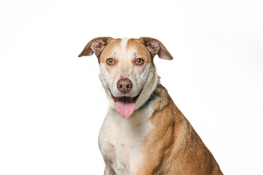 Studio photo of a cute dog in front of an isolated background