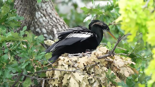 The little anhinga baby asking to feed 
