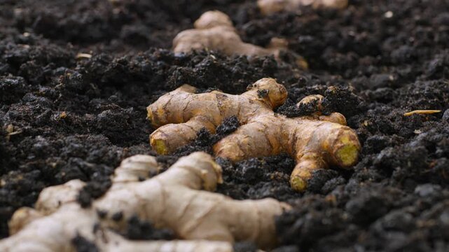 Macro Shot Of Organic Ginger Roots And Turmeric Rhizomes Nestled In Rich Black Garden Compost