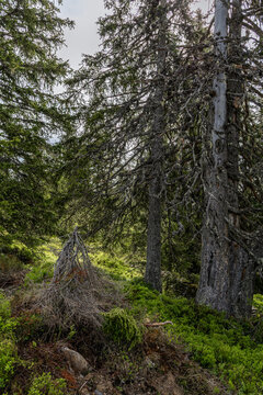 Austrian Forest Trail