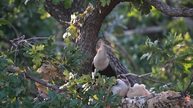 The little anhinga baby asking to feed 