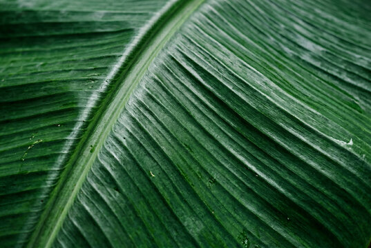 Vibrant green banana leaf texture showing detailed parallel veins