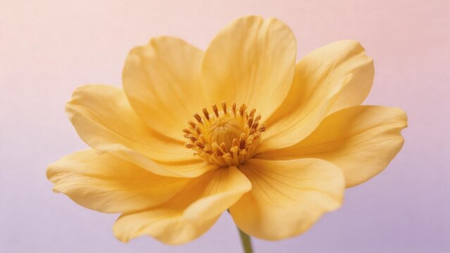 Yellow flower with detailed petals