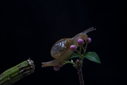 Snail walking on the branch with black background