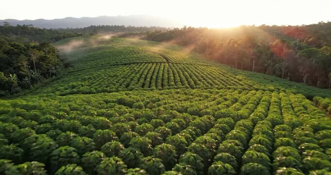 Aerial view of tropical cassava plantation at sunset with mountain fog