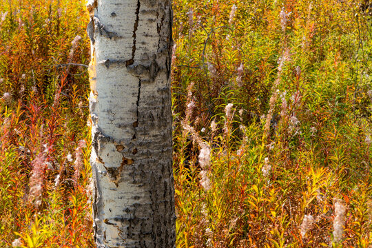 Canada, BC, Clinton.  Fireweed (chamaenerion angustifolium) covers the forest floor in the aftermath of devastating wildfire four years prior. 