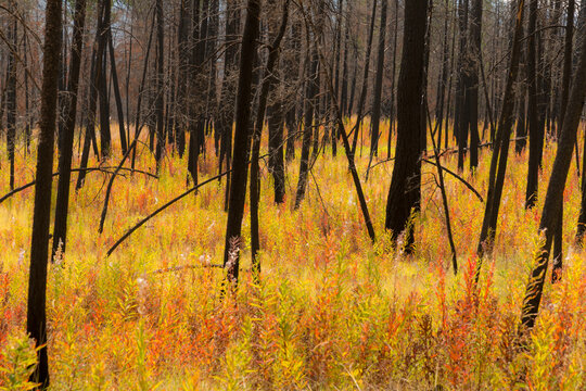 Canada, BC, Clinton.  Fireweed (chamaenerion angustifolium) covers the forest floor in the aftermath of devastating wildfire four years prior. 