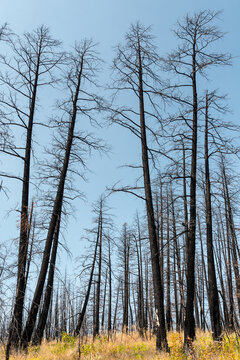Canada, BC, Clinton.  The charred remains of pine forest a year after wildfire devastated the region four years prior.
